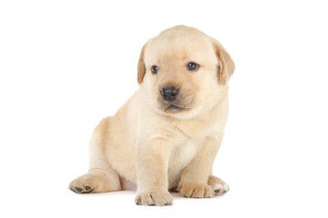 Labrador puppy isolated on white background