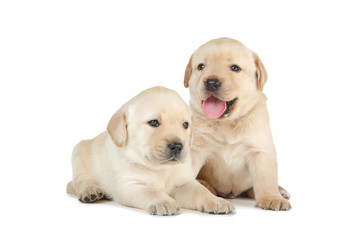 Labrador puppies isolated on white background