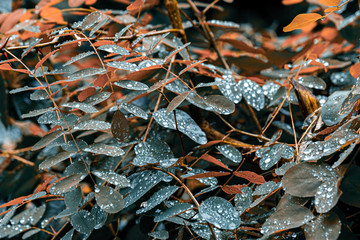 After rain Water Drops on Green leaves in the garden pattern background, sparkle of Droplets on surface leaf, color Bright Flat lay Natural background for input text.