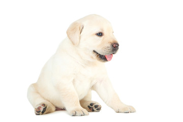 Labrador puppy isolated on white background