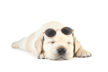 Labrador puppy with sunglasses isolated on white background