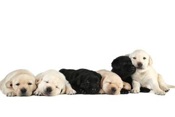 Labrador puppies isolated on white background