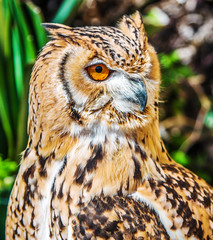 Bird of prey owl close up
