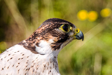 Bird of prey Maltese falcon close-up