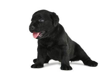 Labrador black puppy isolated on white background