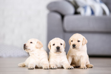 Beautiful labrador puppies at home