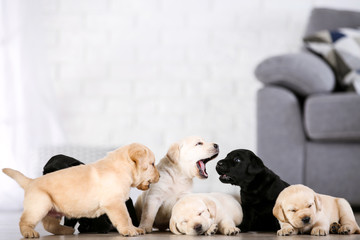 Beautiful labrador puppies at home