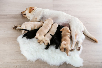 Labrador dog feeding her puppies at home