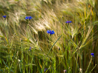 blue flowers in the field