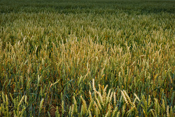 plot of wheat field,shot on a cloudy summer day