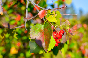 Red berries and leaves of hawthorn on the tree. Autumn natural background