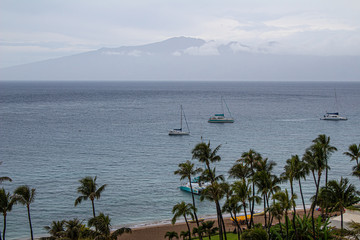 Pretty palm trees in Maui, Hawaii