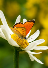 butterfly on flower