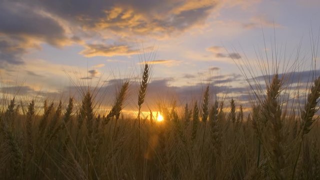 Sunbeams shine through ears of wheat in field at sunset. grain harvest. cereal growing.