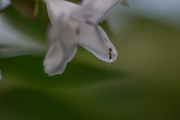 ant in a flower