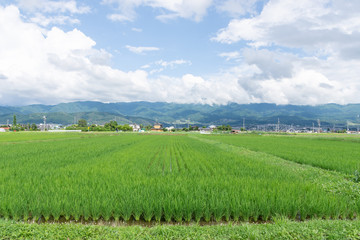 Fototapeta na wymiar 松本市郊外　水田のある風景