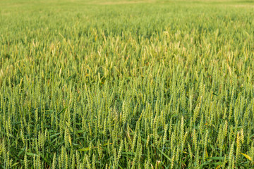 plot of wheat field,shot on a cloudy summer day