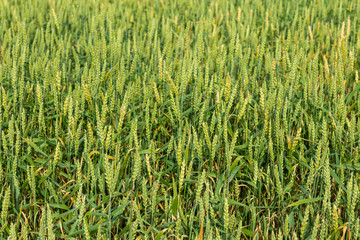 plot of wheat field,shot on a cloudy summer day