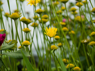 Obraz premium yellow tulips in the garden