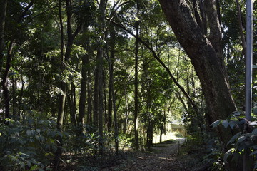 Interior de floresta tropical