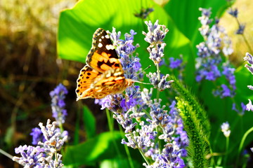 butterfly on flower