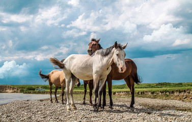 Obraz premium Horses rest on the bank of a mountain river.