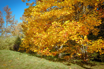 Yellow red-orange yellow-green leaves of magnolia, Nature concept for design