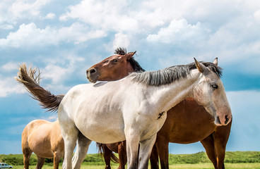 Obraz premium Horses rest on the bank of a mountain river.