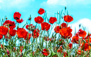 Fototapeta premium Red flowers wild poppies against the sky