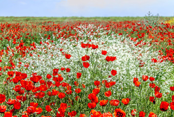 Field with red poppy flowers in spring landscape