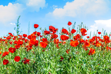 Red flowers wild poppies against the sky