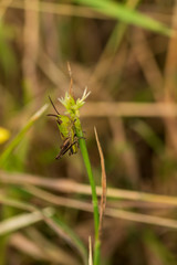 grasshopper on grass