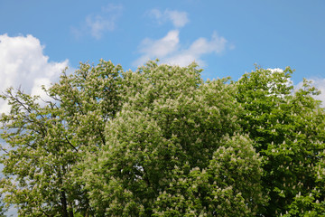 Obraz premium Blooming tree against the blue sky with clouds, nature background.