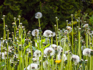Obraz premium dandelions in the grass