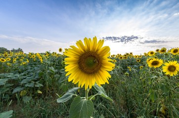 Field of sunflowers with flower in the foreground