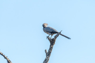 Grey go-away bird on a dead tree branch