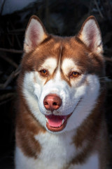 Cute husky dog looks like smiling.