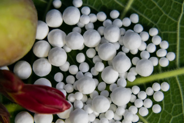 Close up view of scattered homeopathic pills with flower bud and wild fruit on green leaf. Natural medicine concept