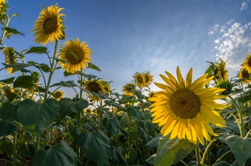 Sunflowers in the foreground with sky in the background