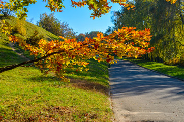 Beautiful romantic alley in a park with yellow colorful trees and sunlight