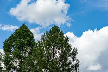 Two big green larix trees against the background of blue sky and white clouds. Summer weather