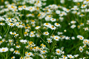 Field of white and yellow daisy flowers, bellis perennis. Green grass. Natural background or texture