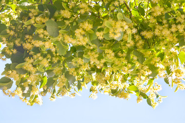 Flowers of blossom Linden tree, apothecary, natural medicine, healing herbal tea