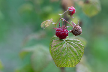 Red raspberries against the background of green leaves. Summertime in the garden. Healthy fruits