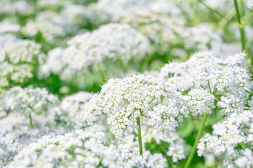 View of a meadow white flower of Goutweed or Aegopodium podagraria L.