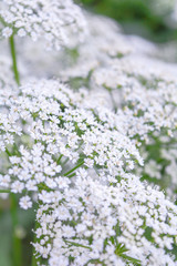View of a meadow white flower of Goutweed or Aegopodium podagraria L.