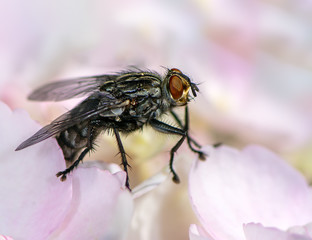 Macro of a fly on a blossom