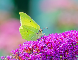 Yellow Brimstone Butterfly