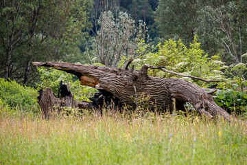 Fototapeta na wymiar The remains of a huge old oak tree in the estate Avchurino near Kaluga. Ferzikovsky District, Kaluzhskiy region, Russia - July 2019