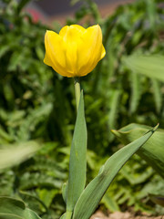 yellow tulips in the garden